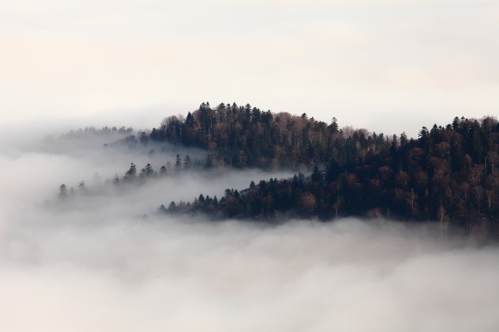 V tajomných zákutiach slovenskej prírody, sa ukrýva - Nesmrteľný les.